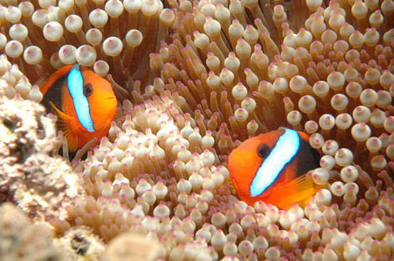 Clownfish, Great Barrier Reef, Cairns, Australia photo by In Veritas Lux