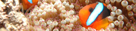 Clownfish, Great Barrier Reef, Cairns, Australia photo by In Veritas Lux