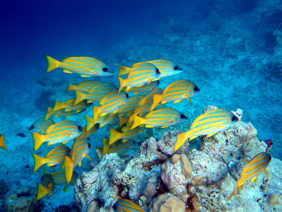 Yellow Snapper in the Maldives - james_wick