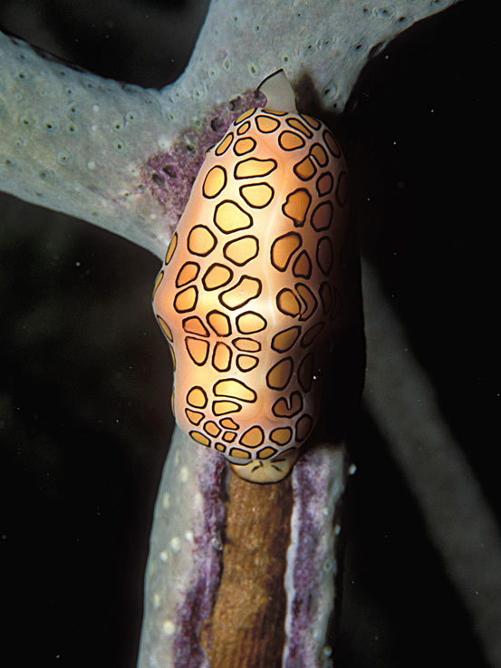 Flamingo Tongue Snail, Bonaire - laszlo-photo
