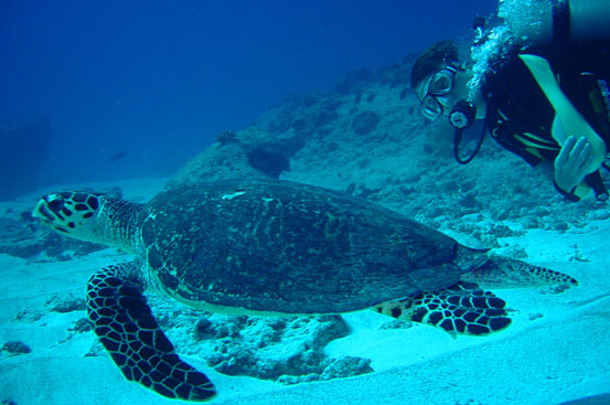 Hawksbill Turtle, Blue Corner, Palau by Ian McKinnon & Kelly Barnett