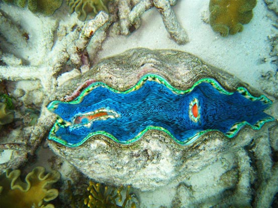 Snorkeling Port Douglas Outer Reef, Great Barrier Reef, Australia 