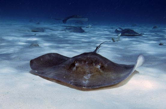 Stingray City Sandbar Grand Caymans 