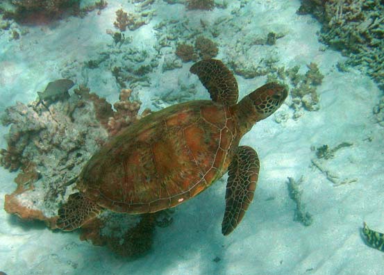 Turtle at Great Barrier Reef Australia 