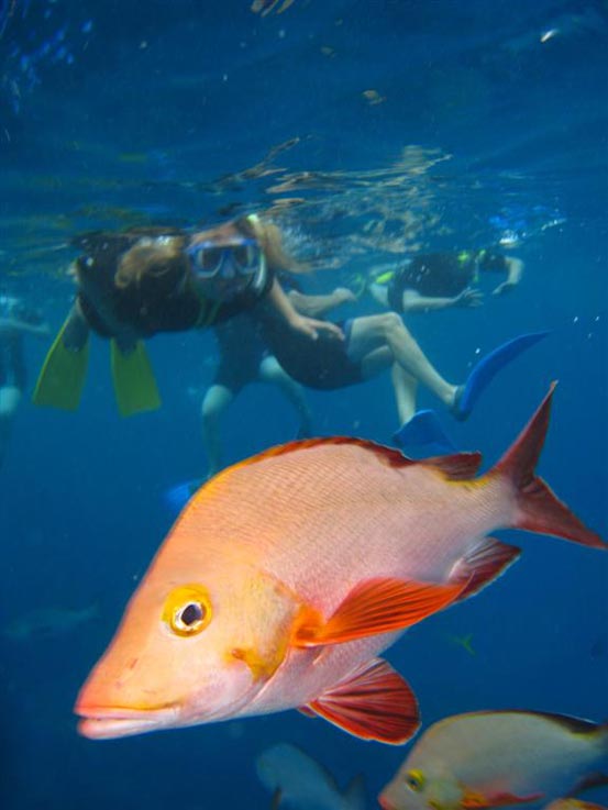 Red Snapper, Port Douglas, Great Barrier Reef, Australia 