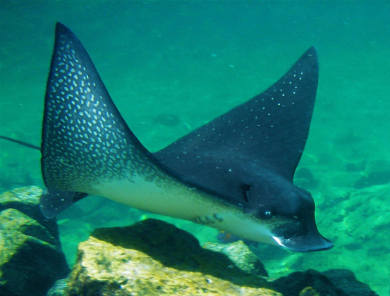 Eagle Ray Snorkeling in Hawaii 