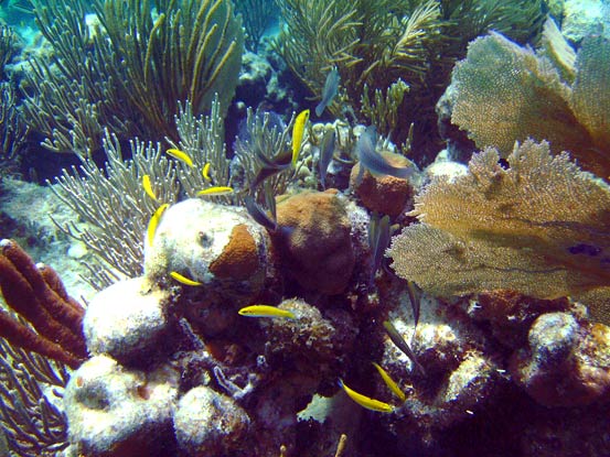 Snorkeling British Virgin Islands - Virgin Gorda 