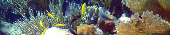 Snorkeling off Virgin Gorda, British Virgin Islands 